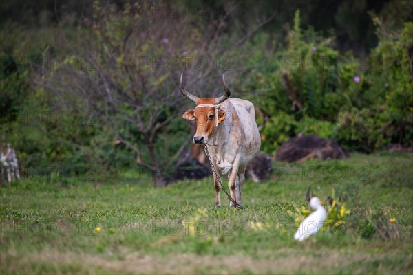 Cow on a pasture in the sun, close-up, portrait of the animal at Pointe Allegre in Guadeloupe au Parc des Mamelles, in the Caribbean. French Antilles, France, Europe