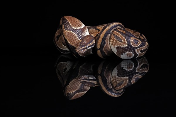 King python, (Python regius), adult, resting, captive, Central Africa, West Africa