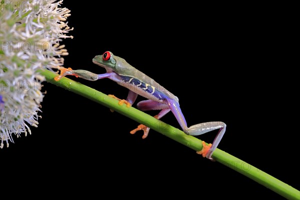 Red-eyed tree frog (Agalychnis callidryas), adult, on green stem, Aeonium, captive, Central America