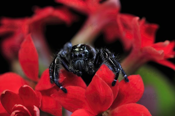 Tan jumping spider (Platycryptus undatus), adult, on leaf, North America, captive