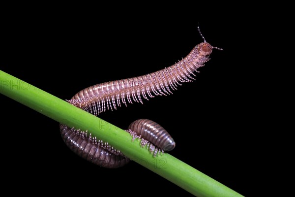 Millipedes (Diplopoda), adult, on plant stems, at night, Great Britain