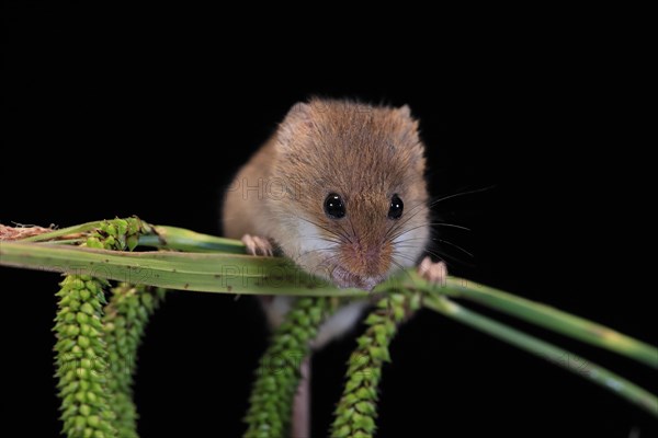 Eurasian harvest mouse (Micromys minutus), adult, on plant stalks, ears of corn, foraging, at night, Scotland, Great Britain