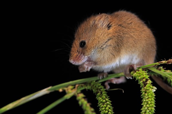 Eurasian harvest mouse (Micromys minutus), adult, on plant stalks, ears of corn, foraging, at night, Scotland, Great Britain