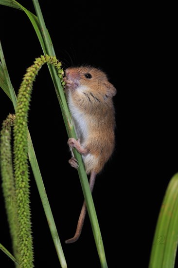 Eurasian harvest mouse (Micromys minutus), adult, on plant stalks, ears of corn, foraging, at night, Scotland, Great Britain