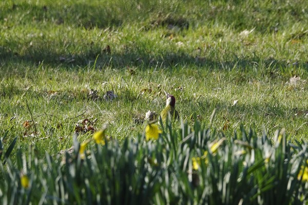 Green woodpecker in a meadow, March, Germany, Europe