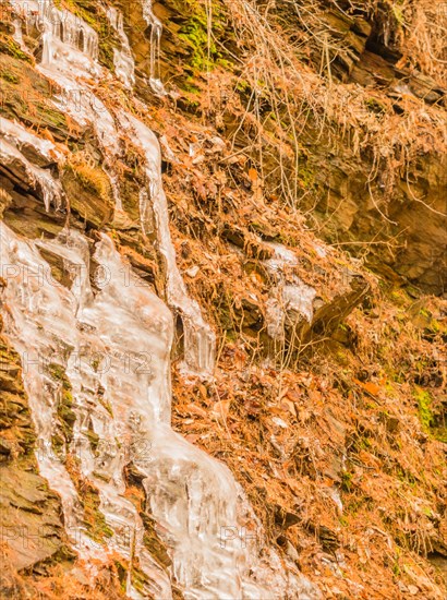 Rock face with icicles hanging over brown leaves in winter, in South Korea