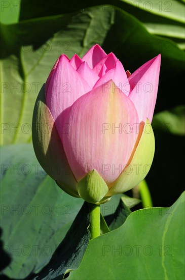 A fresh pink lotus (Nelumbo), in the morning light with rich colours, Stuttgart, Baden-Wuerttemberg, Germany, Europe