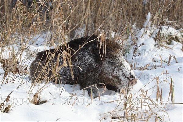 Wild boar (Sus scrofa) killed in the snow, Allgaeu, Bavaria, Germany, Europe