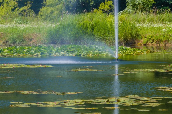 Sunlight sparkles on a pond with a water fountain, fringed by verdant water lilies, in South Korea