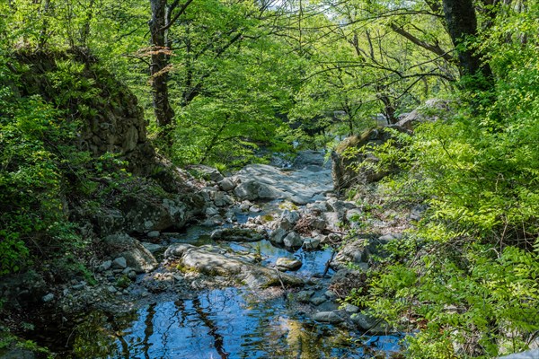 Sunlight filters through the trees illuminating a rocky riverbed and surrounding foliage, in South Korea