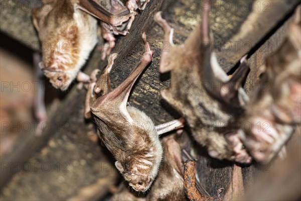 Common vampire bat (Desmodus rotundus) Pantanal Brazil