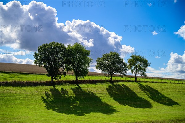 Shady trees in a green field under a cloudy sky, Windrather Tal, Velbert-Langenberg, Mettmann, Bergisches Land, North Rhine-Westphalia