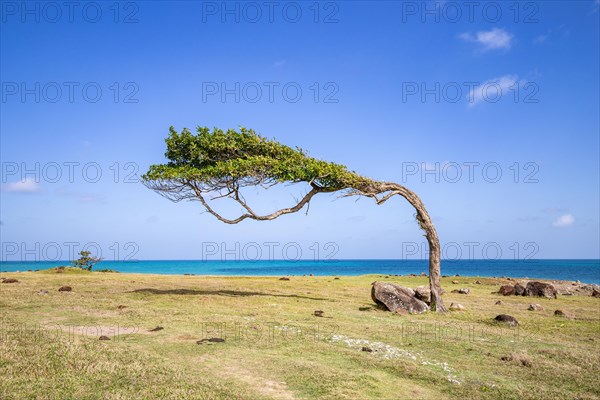 Nature in a special way, trees grow with the wind, on an open space by the sea, creating a unique tree. Pure Caribbean right by the sea on a sunny day, at Pointe Allegret, on Guadeloupe, French Antilles, France, Europe