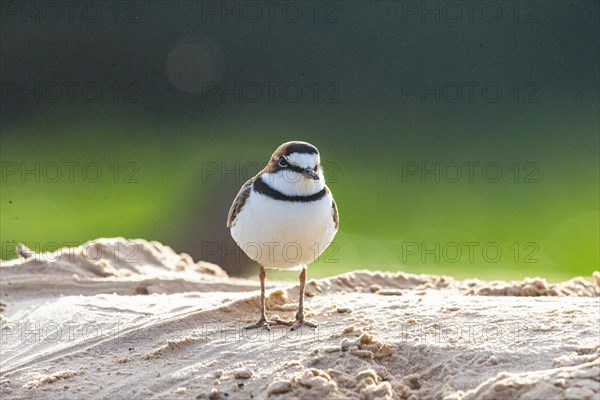 Slender-billed plover (Anarhynchus collaris) Pantanal Brazil