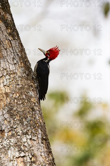 Crimson-crested woodpecker (Campephilus melanoleucos) Pantanal Brazil