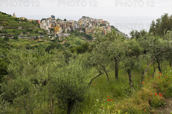 Village with colourful houses by the sea, Corniglia, UNESCO World Heritage Site, Cinque Terre, Riviera di Levante, Province of La Spezia, Liguria, Italy, Europe