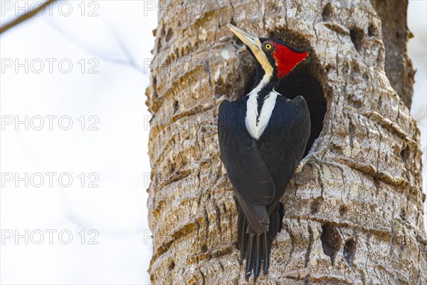 Crimson-crested woodpecker (Campephilus melanoleucos) Pantanal Brazil