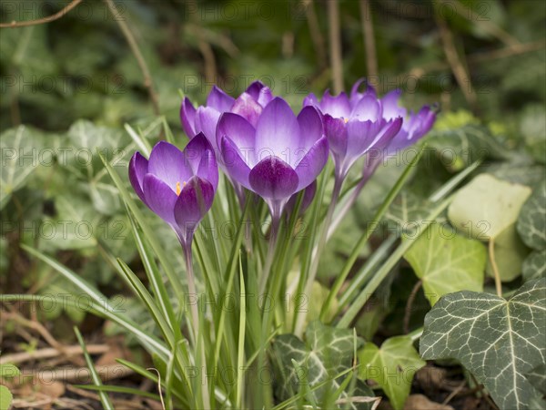 Crocuses (Crokus), purple, spring, garden, Lueneburg, Lower Saxony, Germany, Europe