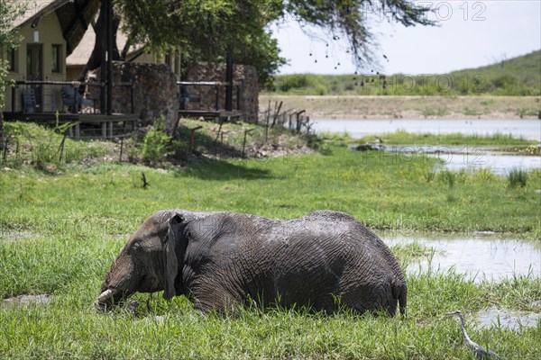 African elephant (Loxodonta africana) in front of Tau Lodge, Madikwe Game Reserve, North West Province, South Africa, RSA, Africa