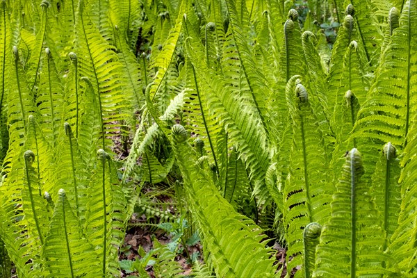 A fresh collection of green ferns in the dense forest