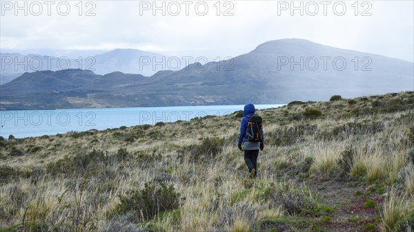 Hiker in stormy weather in the wilderness of Patagonia, Perito Moreno National Park, Argentina, South America