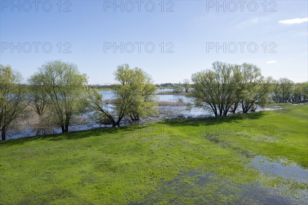 Elbe floodplains, floodplain landscape, flooded meadows, UNESCO Biosphere Reserve River Landscape ELBE, Mecklenburg-Western Pomerania, Germany, Europe