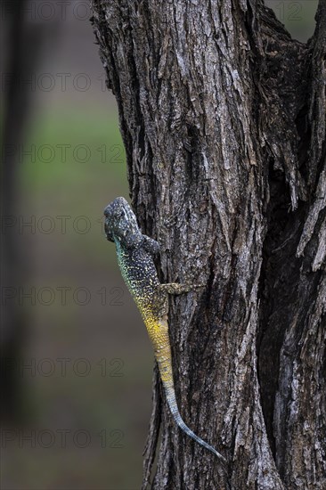 Blue-throated Agama (Acanthocercus atricollis), Madikwe Game Reserve, North West Province, South Africa, RSA, Africa