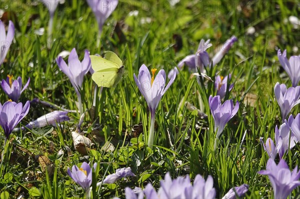 Crocus meadow, end of February, Germany, Europe