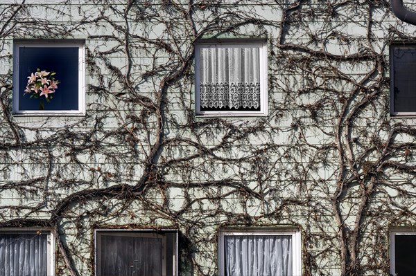 Eternit facade with bare vines, Kempten, Allgaeu, Bavaria, Germany, Europe