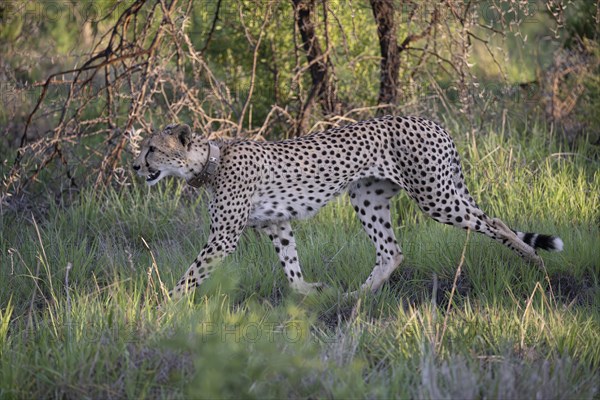 Cheetah (Acinonyx jubatus), Madikwe Game Reserve, North West Province, South Africa, RSA, Africa