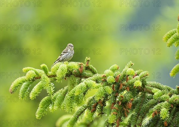 Eurasian siskin (Spinus spinus) female sitting on a fir branch and looking to the right, background blurred, green, blue, Falkertsee, Carinthia, Austria, Europe