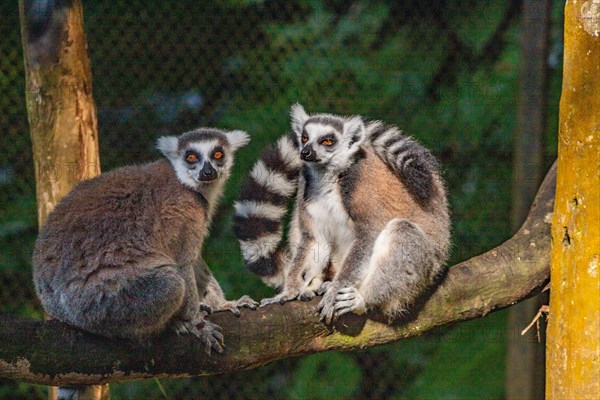 Lemurs in natural environment, close-up, portrait of the animal on Guadeloupe au Parc des Mamelles, in the Caribbean. French Antilles, France, Europe