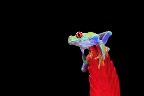 Red-eyed tree frog (Agalychnis callidryas), adult, on bromeliad, captive, Central America