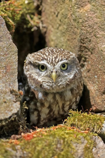 Little owl (Athene noctua), (Tyto alba), adult, at breeding den, alert, portrait, Lowick, Northumberland, England, Great Britain