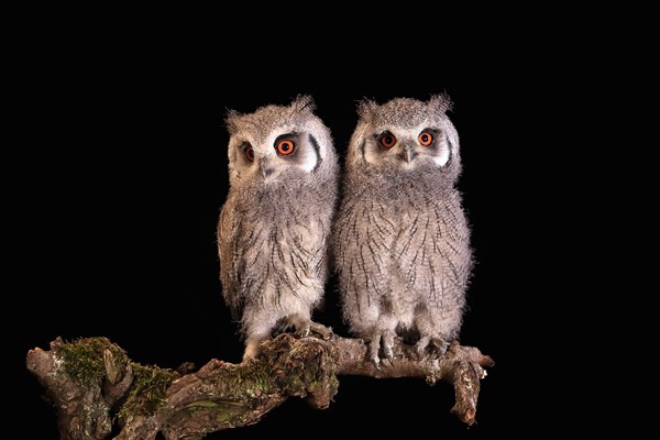 Southern white-faced owl (Ptilopsis granti), juvenile, two juveniles, siblings, at night, on guard, captive