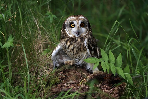 Short-eared owl (Asio flammeus), adult, on the ground, calling, Great Britain