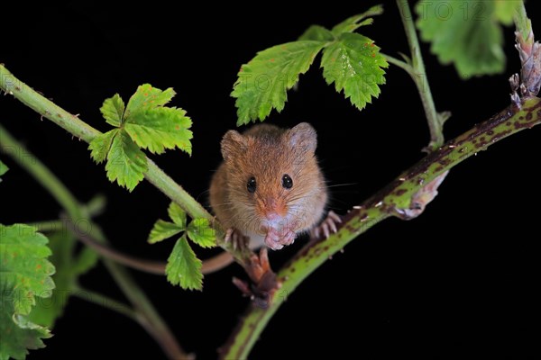 Eurasian harvest mouse (Micromys minutus), adult, on plant stalk, foraging, at night, Scotland, Great Britain