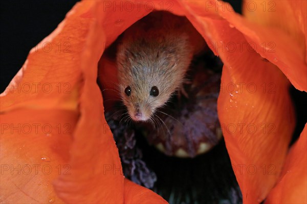 Common harvest mouse, (Micromys minutus), adult, on corn poppy, flower, foraging, at night, Scotland, Great Britain