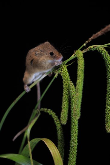 Eurasian harvest mouse (Micromys minutus), adult, on plant stalks, ears of corn, foraging, at night, Scotland, Great Britain