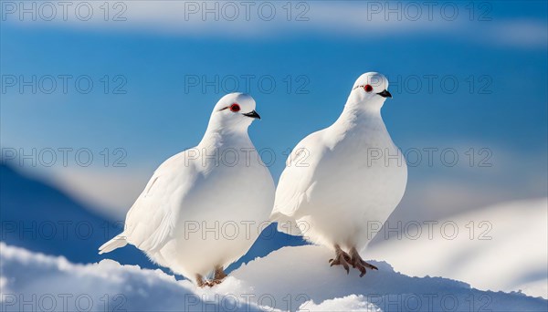 KI generated, A rock ptarmigan foraging in winter, white plumage, (Lagos muta), pheasants