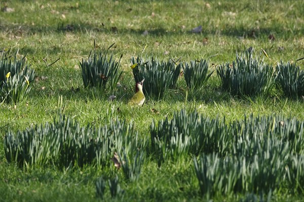 Green woodpecker in a meadow, March, Germany, Europe