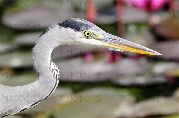 Portrait of a grey heron (Ardea cinerea) with focus on the eye and the beak, Stuttgart, Baden-Wuerttemberg, Germany, Europe