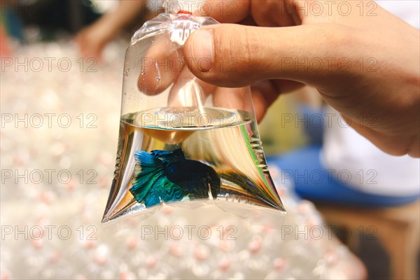 A hand holding a plastic bag with water and a Siamese fighting fish inside. Chatuchak Weekend Market. Bangkok, Thailand, Asia