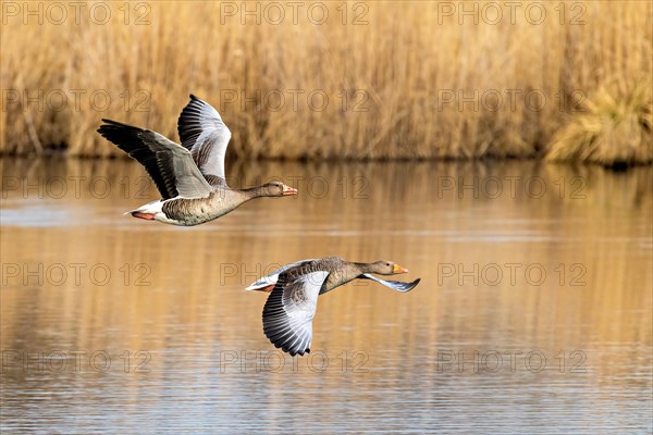 Two geese in flight over a calm body of water with reeds in the background, Anser anser, Wagbachniederung