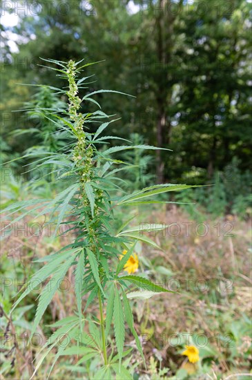 Young hemp stands in a natural environment with a blurred background, hemp, cannabis, Mettmann, North Rhine-Westphalia
