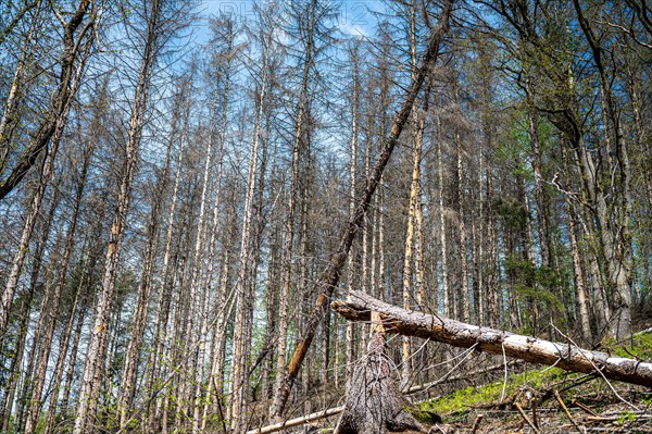 Fallen tree trunks after pest infestation in the forest area under a sunny sky, Felderbachtal, Langenberg, Mettmann