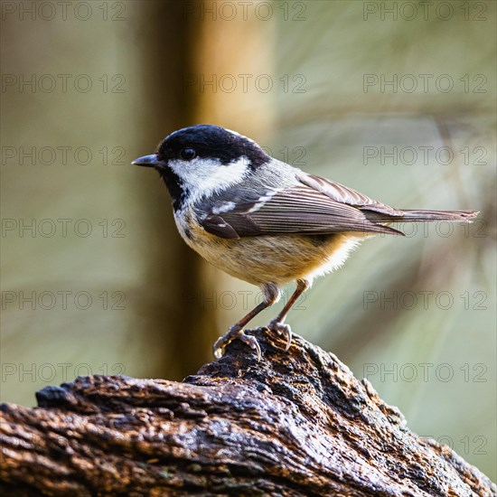 Coal Tit, Periparus ater, bird in forest at winter