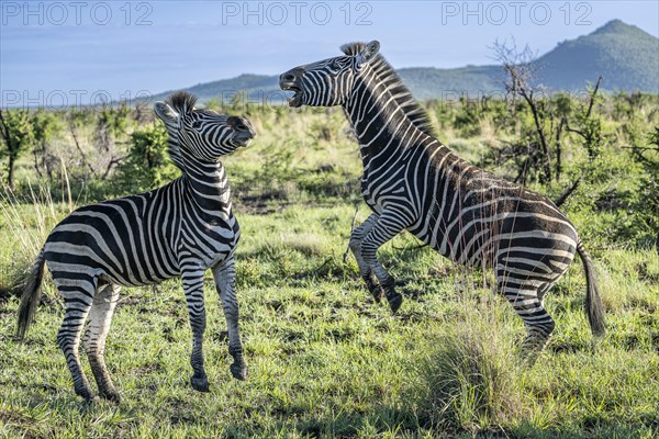 Plains zebra (Equus quagga) 2 stallions fighting, Madikwe Game Reserve, North West Province, South Africa, RSA, Africa