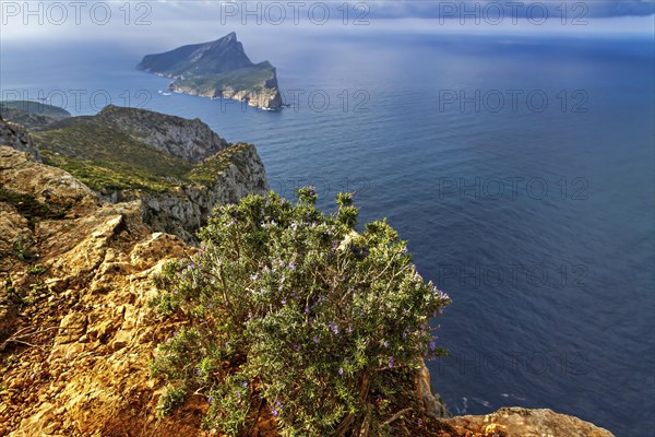 Dramatic view of a cape from a cliff with flowering shrubs and a cloudy sky above, Hiking tour in Tramuntana Mountains, Mallorca