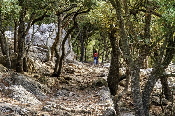 A solitary hiker on a rocky trail through a forest with twisted trees, Hiking tour in Taix massiv, Mallorca